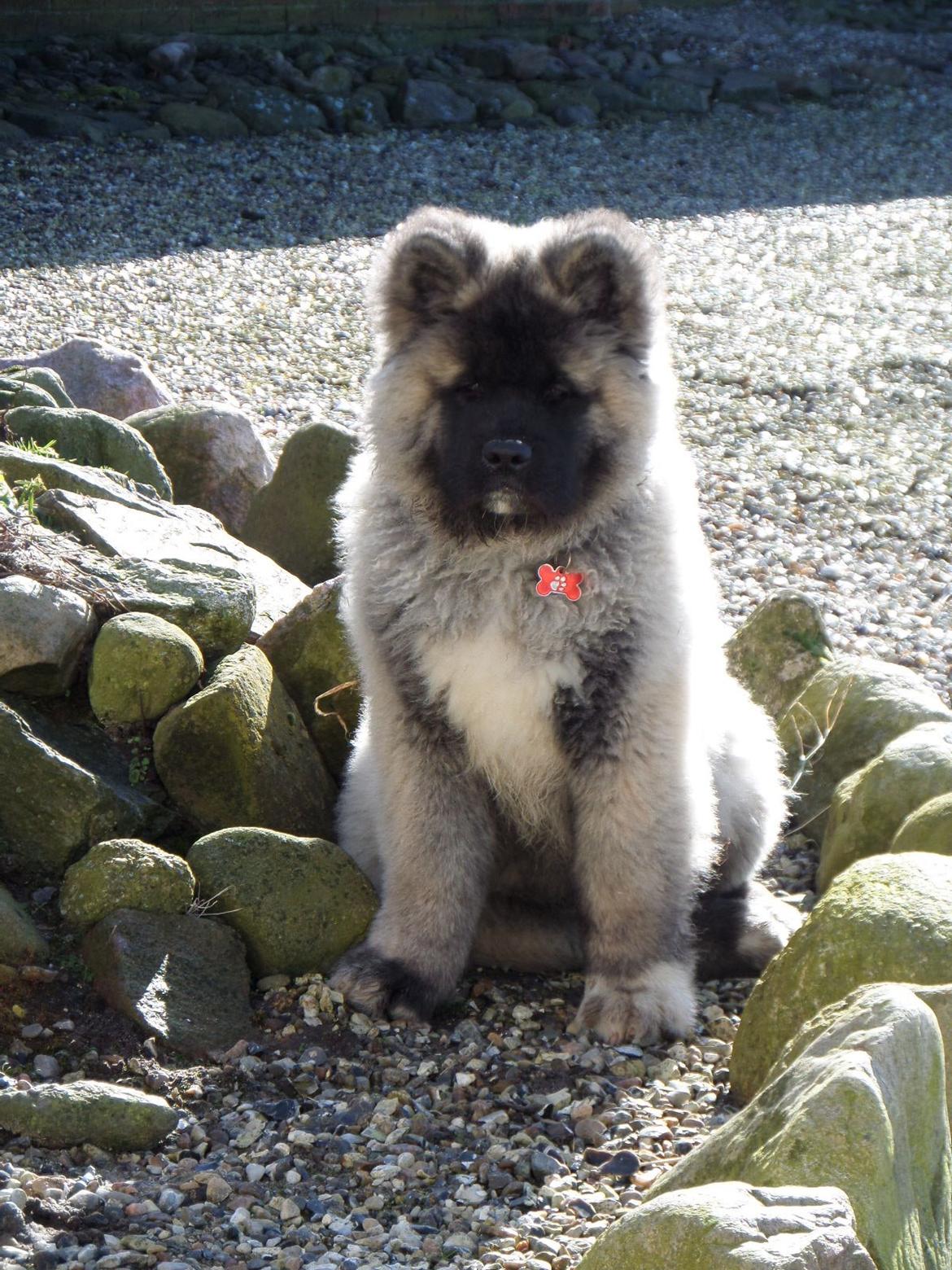 American Akita Akidan Breaking The Waves "RIKI" <3 - vi hygger i haven med frokost.. Taget marts 2015 billede 24