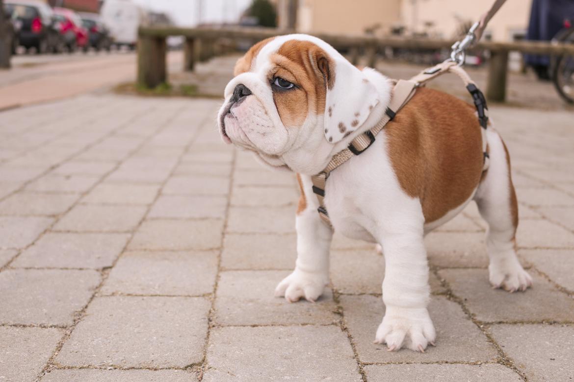 Engelsk bulldog Winston (tidligere hund)  billede 2