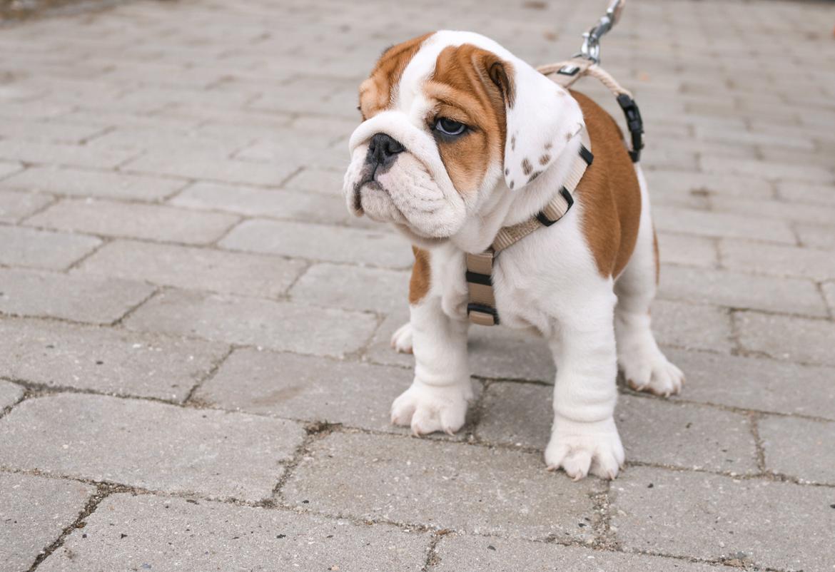 Engelsk bulldog Winston (tidligere hund)  billede 3