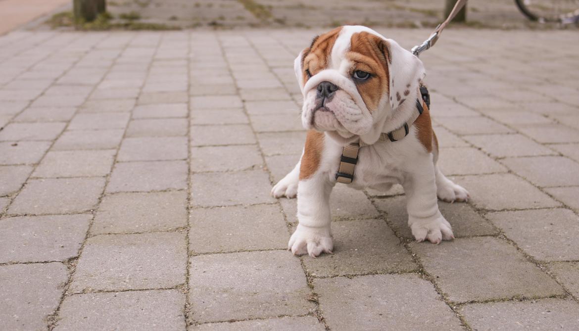 Engelsk bulldog Winston (tidligere hund)  billede 4