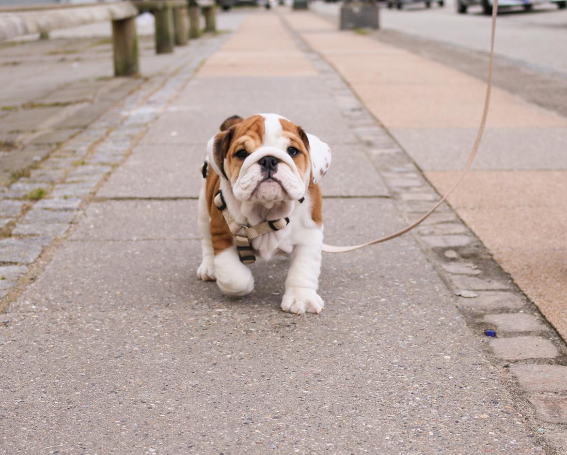 Engelsk bulldog Winston (tidligere hund)  billede 1