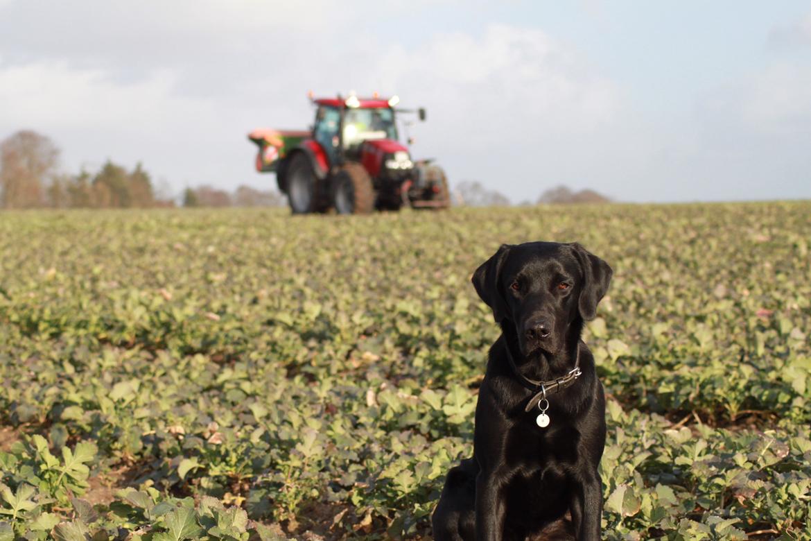 Labrador retriever Mickey billede 8