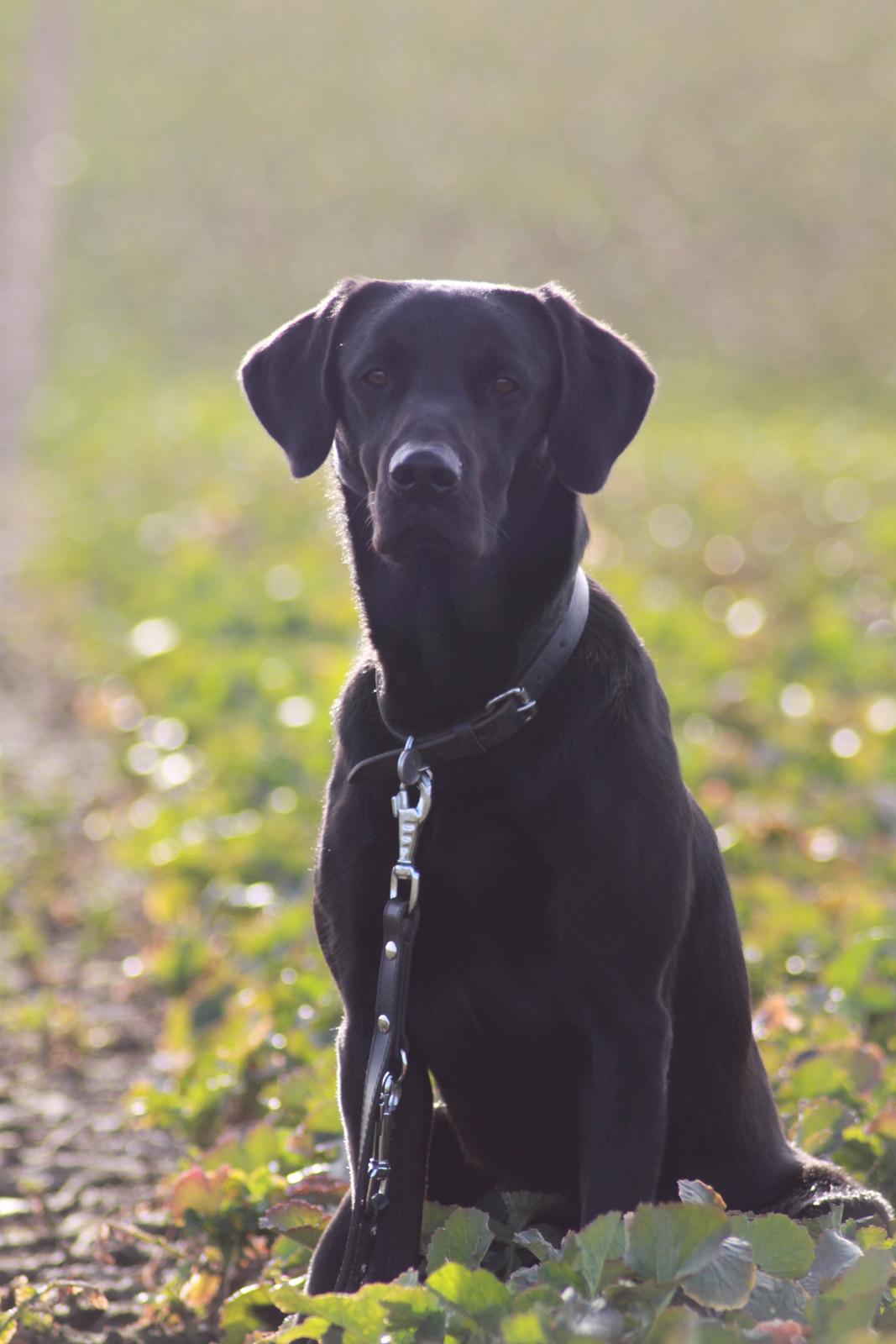 Labrador retriever Mickey billede 1