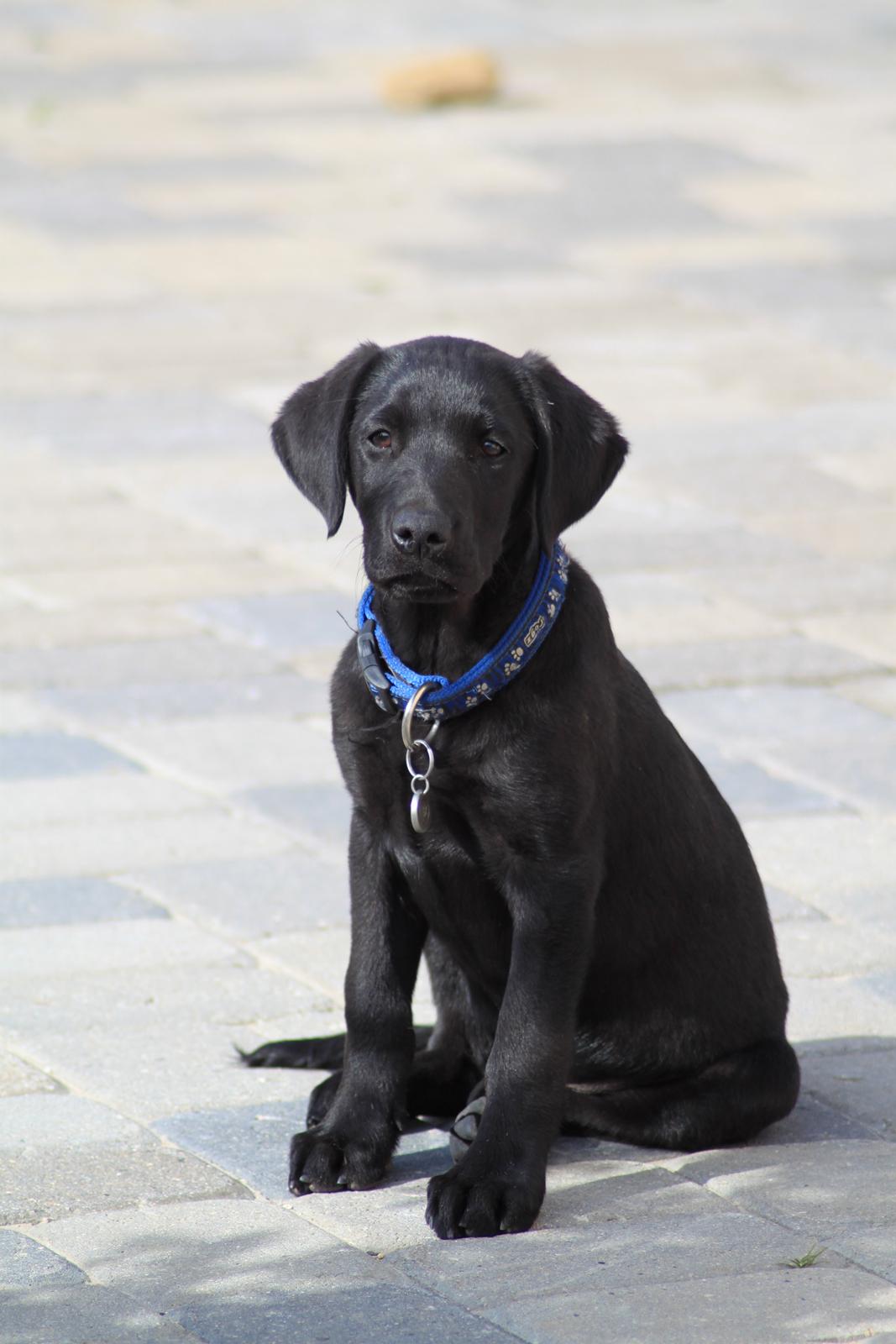 Labrador retriever Mickey billede 9