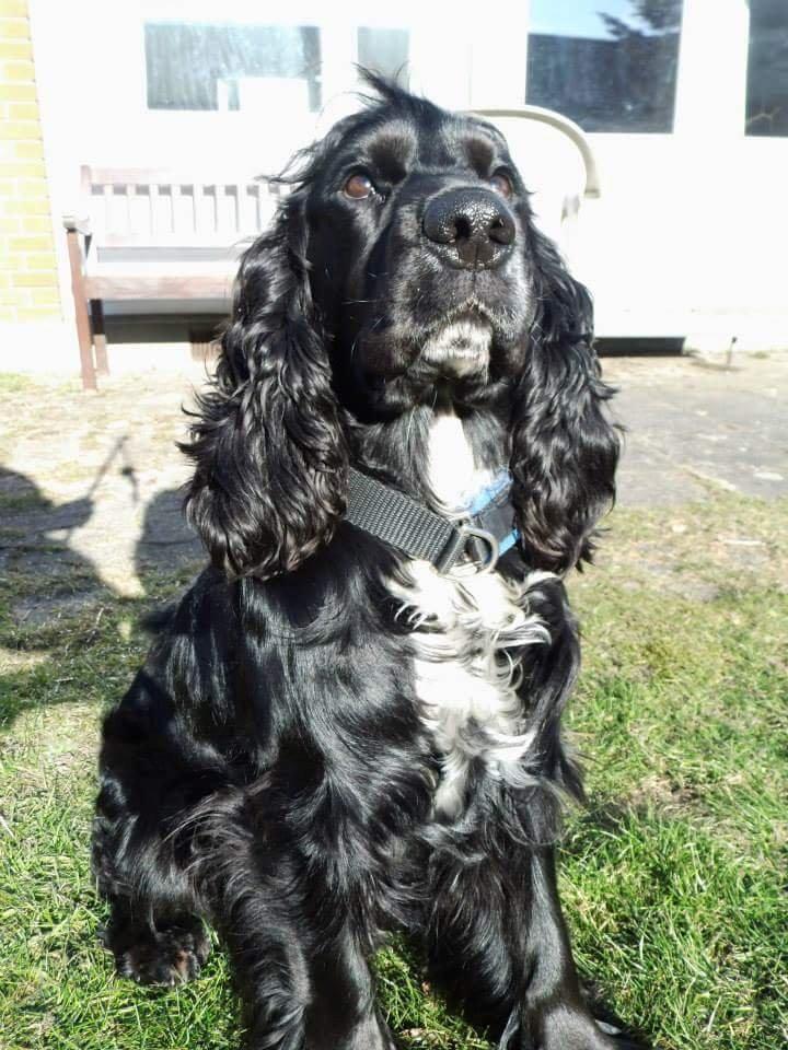 Cocker spaniel Koma billede 17