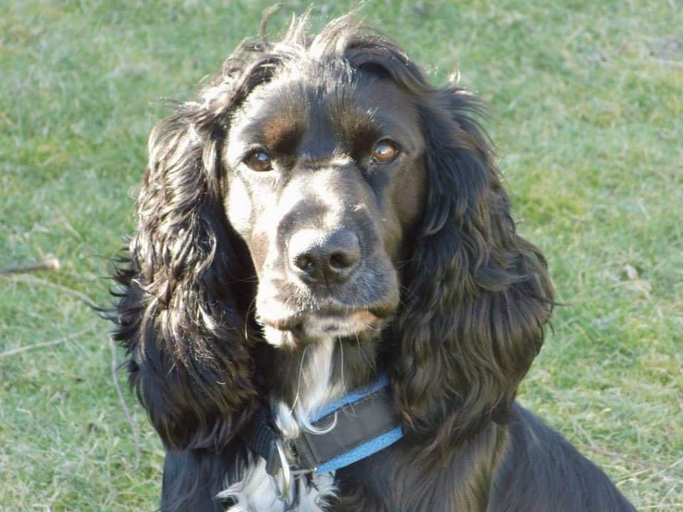 Cocker spaniel Koma billede 18