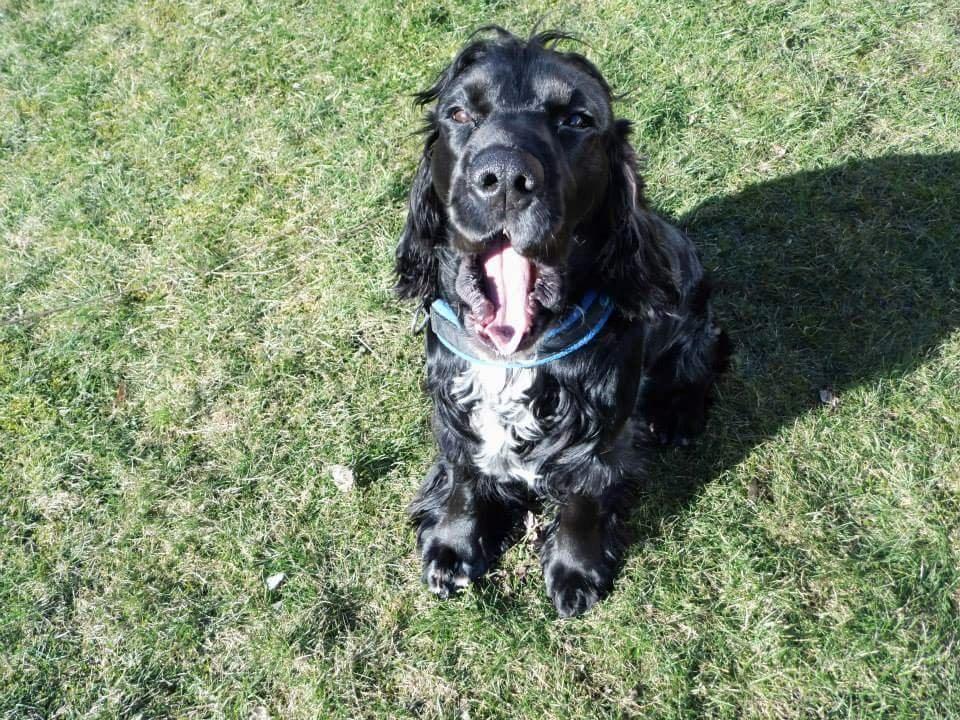 Cocker spaniel Koma billede 16