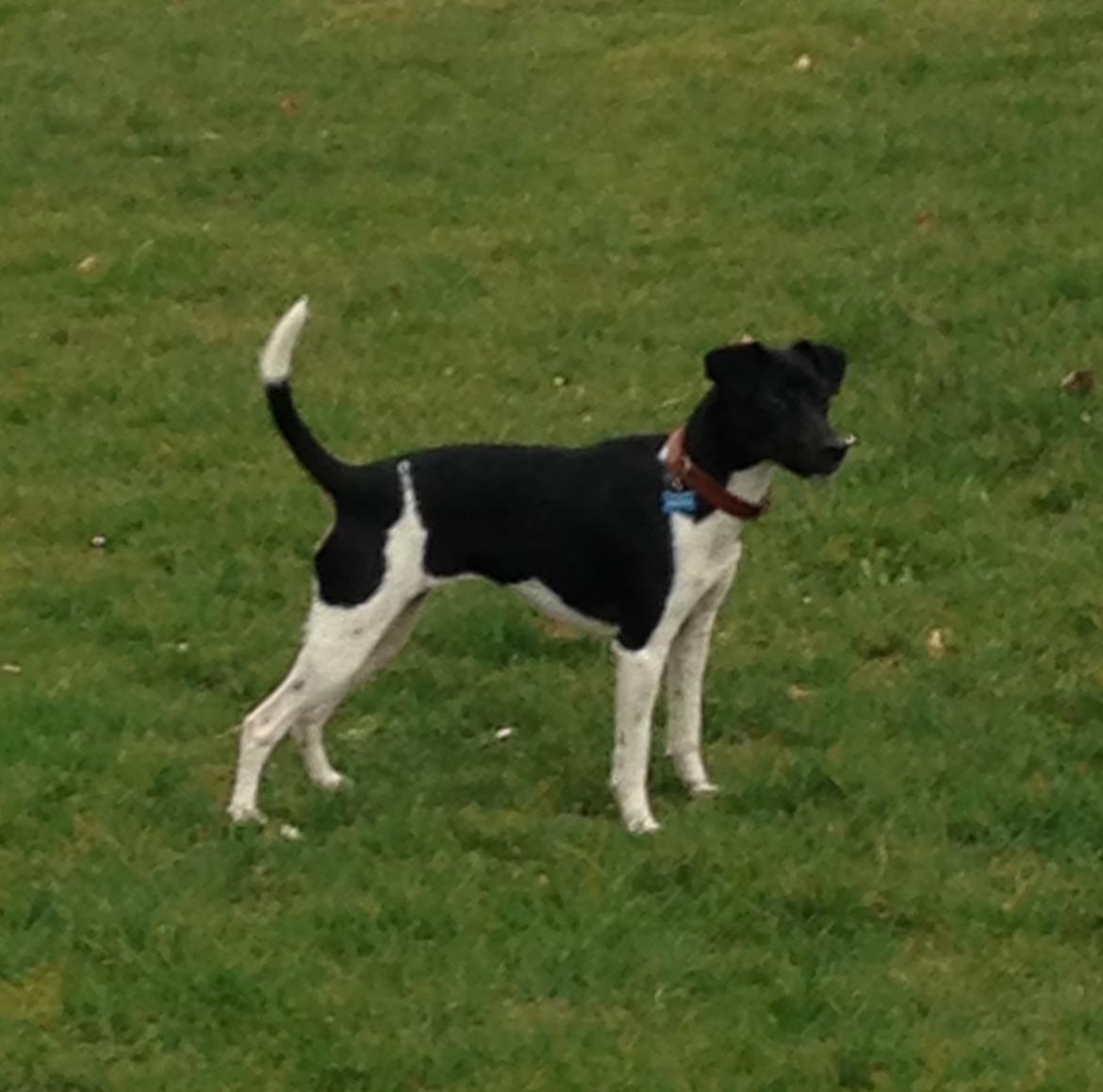 Blanding af racer La Chica - 11 mdr billede 31