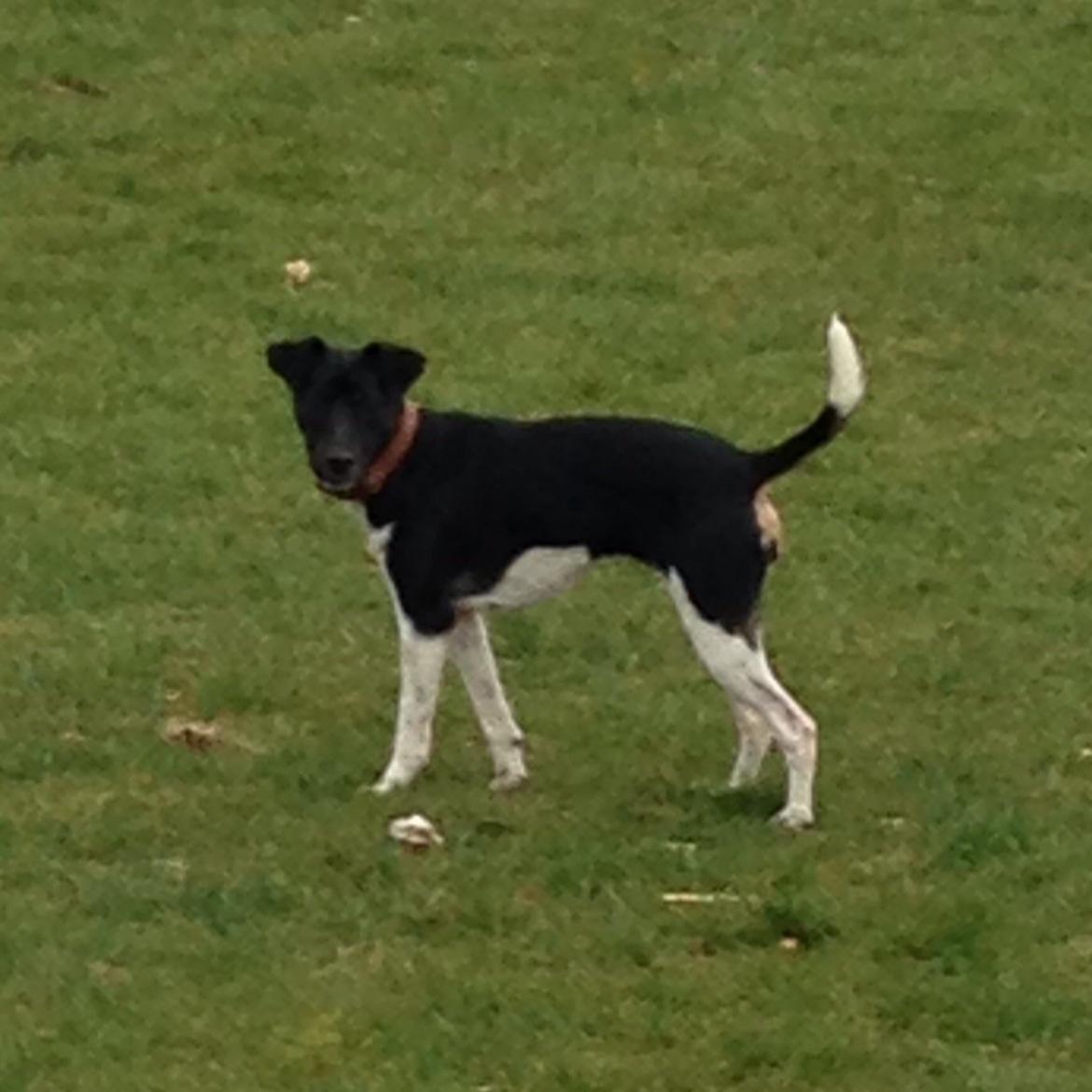 Blanding af racer La Chica - 11 mdr billede 32