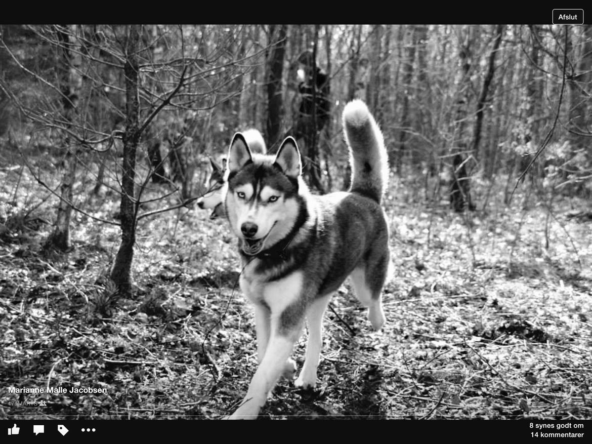 Siberian husky snowhuskyzemabor alicia billede 12