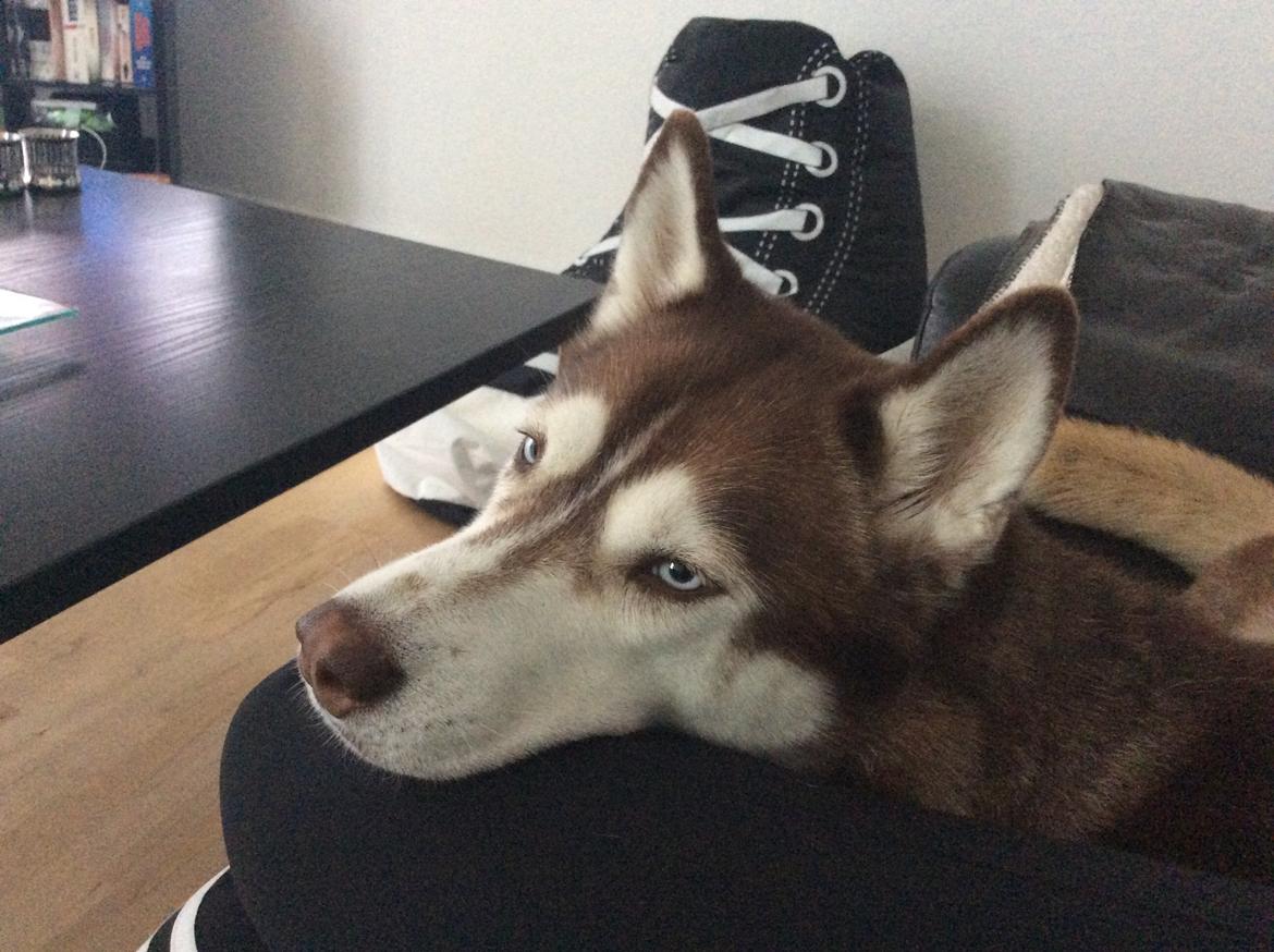 Siberian husky snowhuskyzemabor alicia billede 13