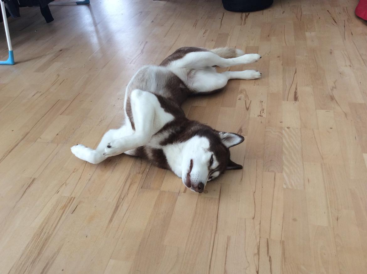 Siberian husky snowhuskyzemabor alicia billede 14