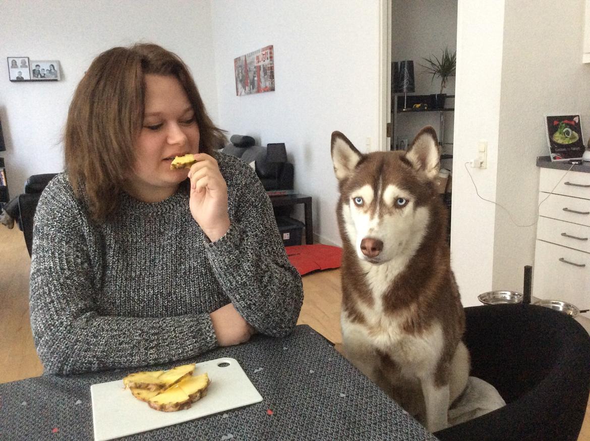 Siberian husky snowhuskyzemabor alicia billede 9