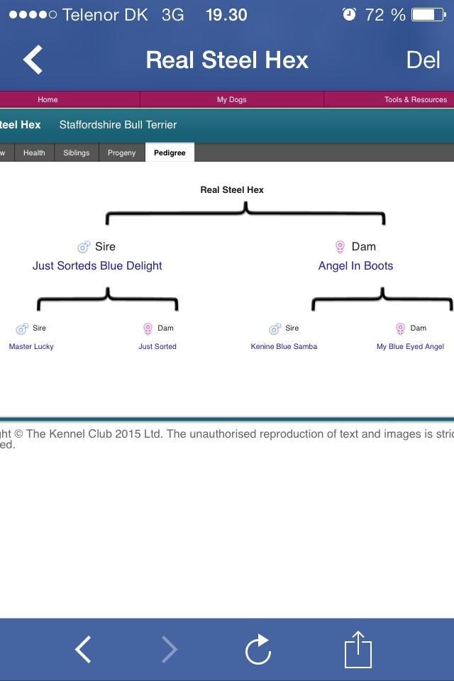 Staffordshire bull terrier Laimi billede 30
