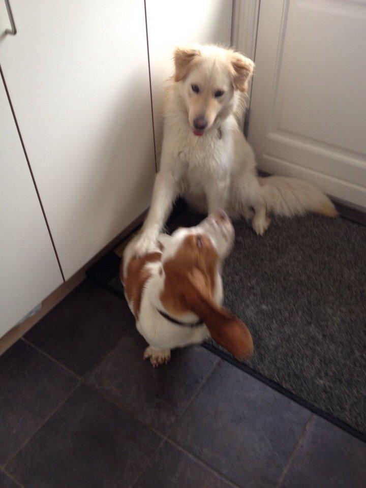 Basset hound Bassbarr Holy Moses/Buller billede 16