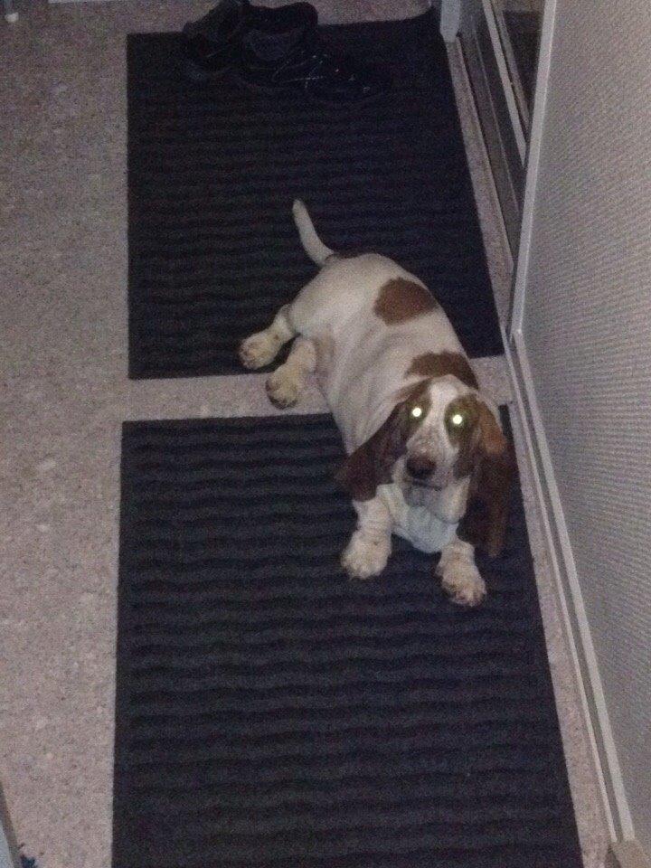 Basset hound Bassbarr Holy Moses/Buller billede 18