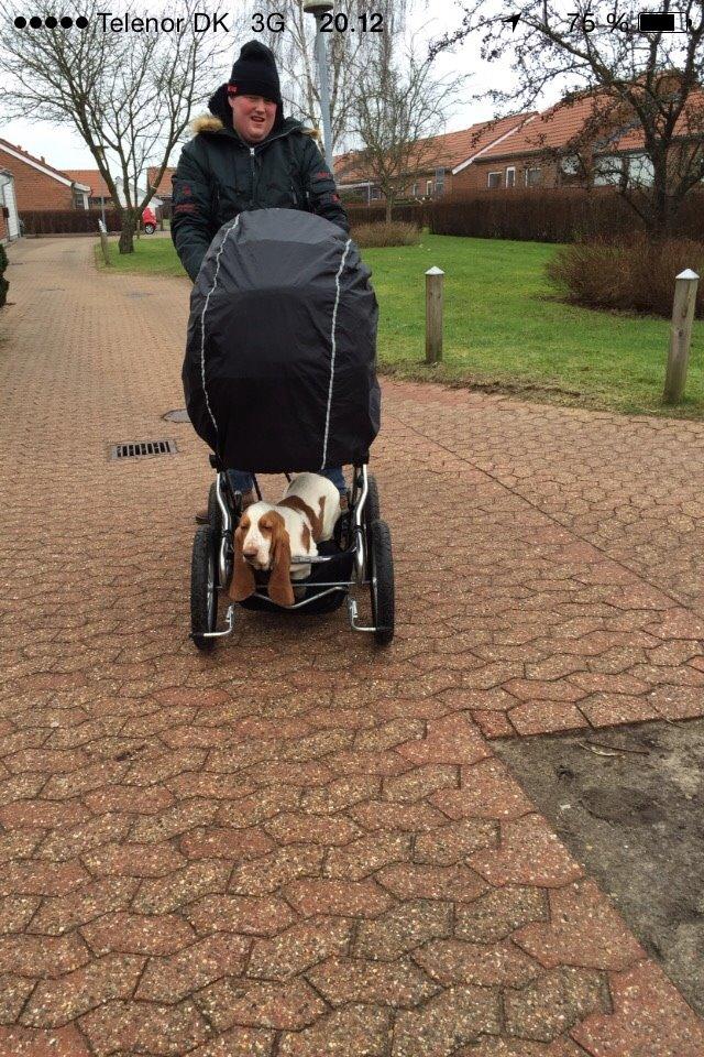 Basset hound Bassbarr Holy Moses/Buller billede 17