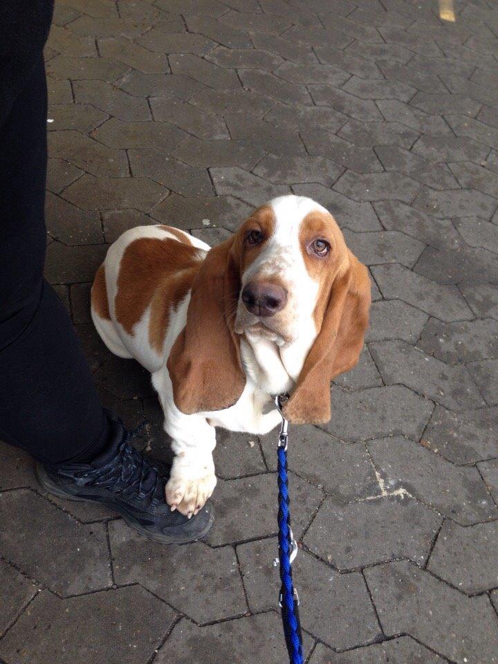 Basset hound Bassbarr Holy Moses/Buller billede 19