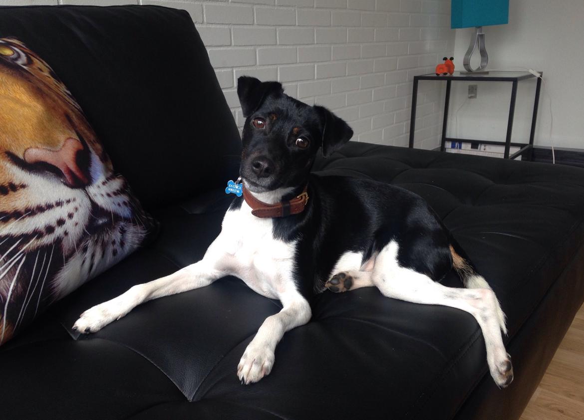 Blanding af racer La Chica - Flasher lige for kameraet billede 33