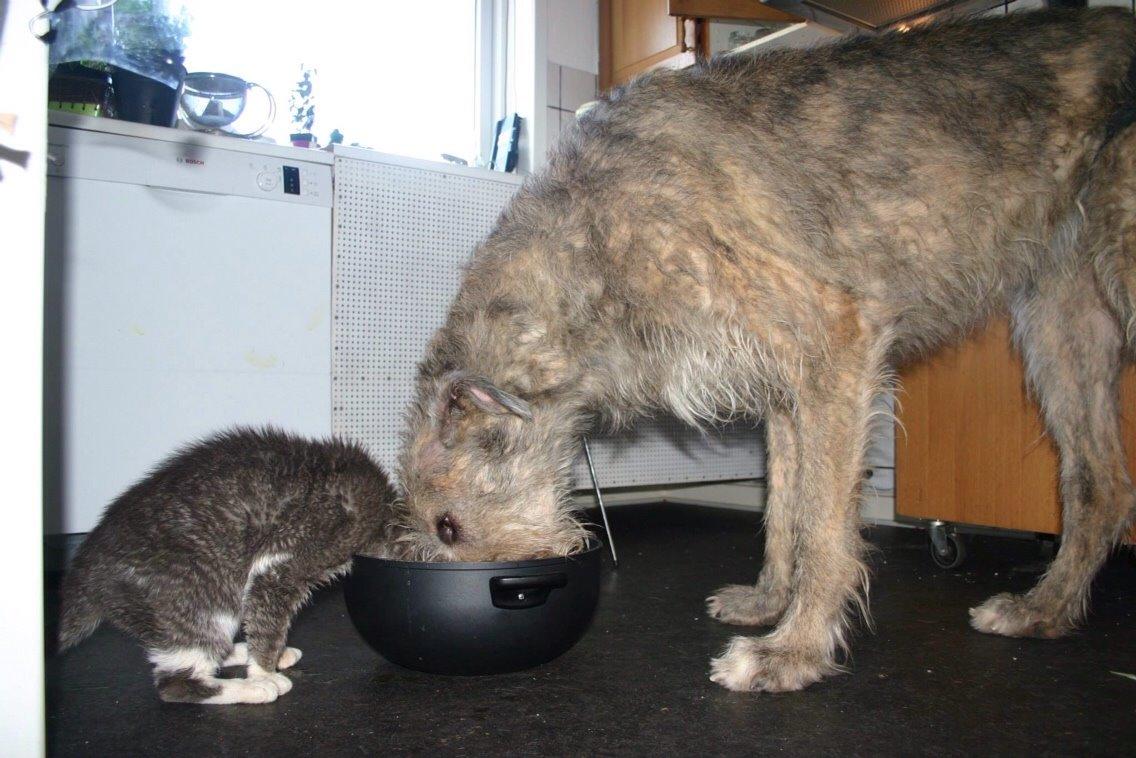 Irsk ulvehund Nova billede 21