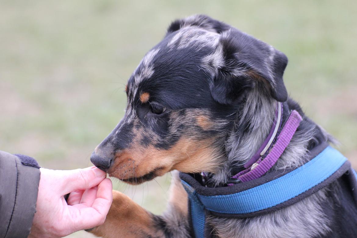Beauceron Jesse billede 7