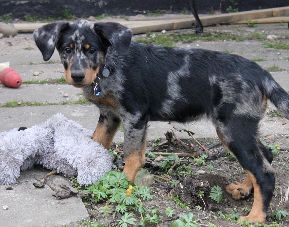 Beauceron Jesse billede 8