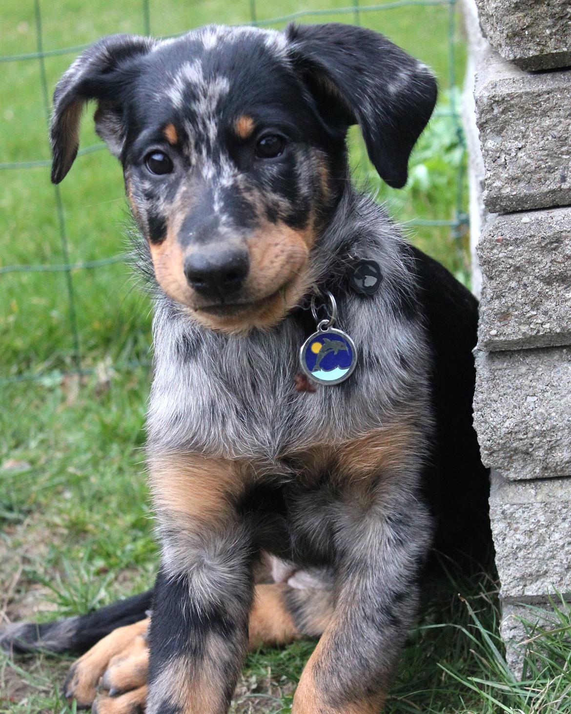 Beauceron Jesse billede 9