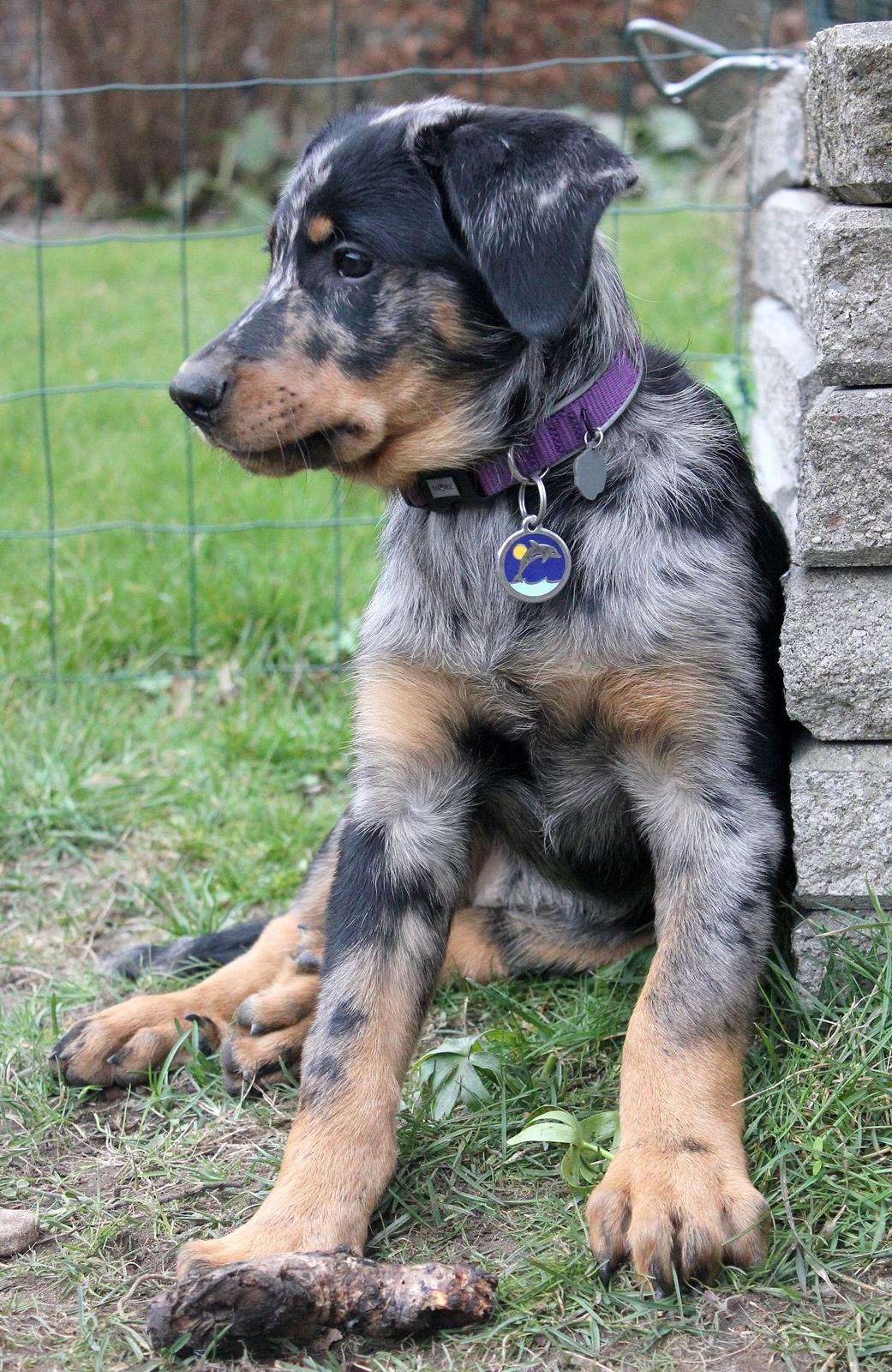 Beauceron Jesse billede 10