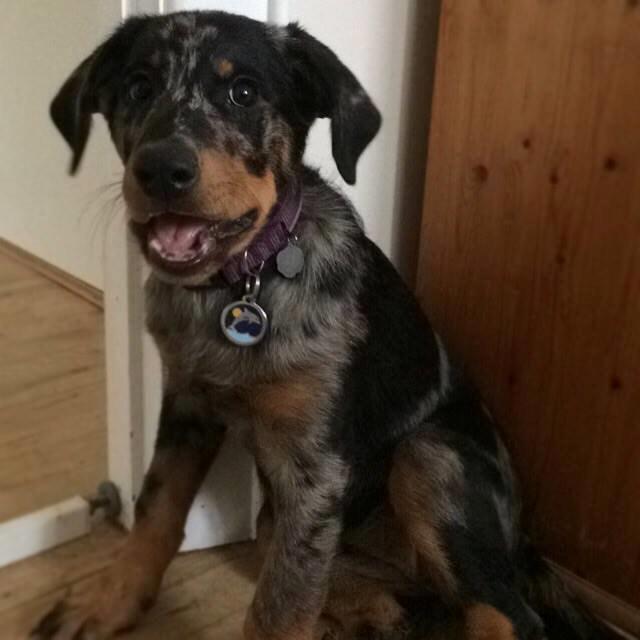 Beauceron Jesse billede 11