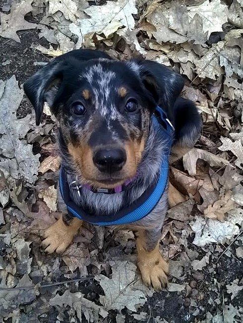 Beauceron Jesse billede 6