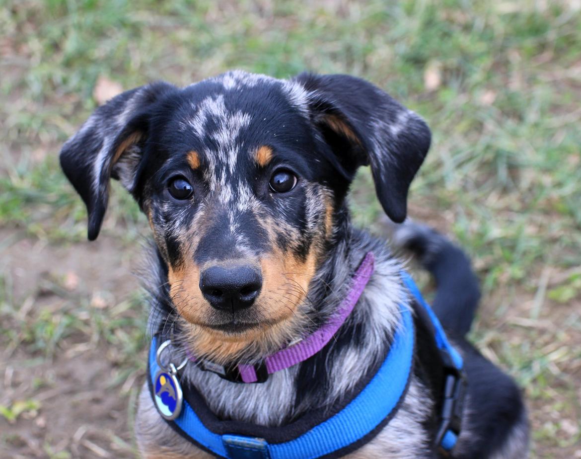 Beauceron Jesse billede 5