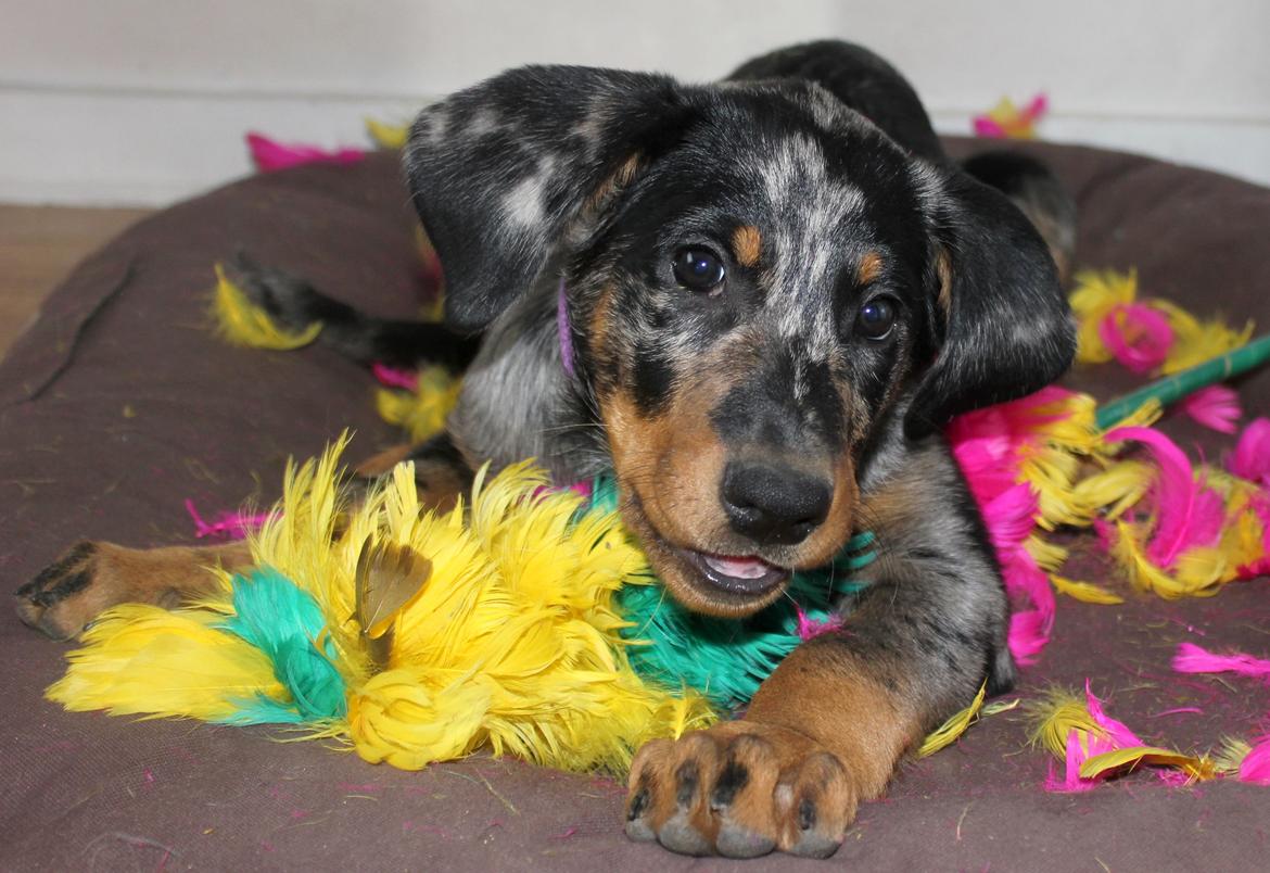 Beauceron Jesse billede 12