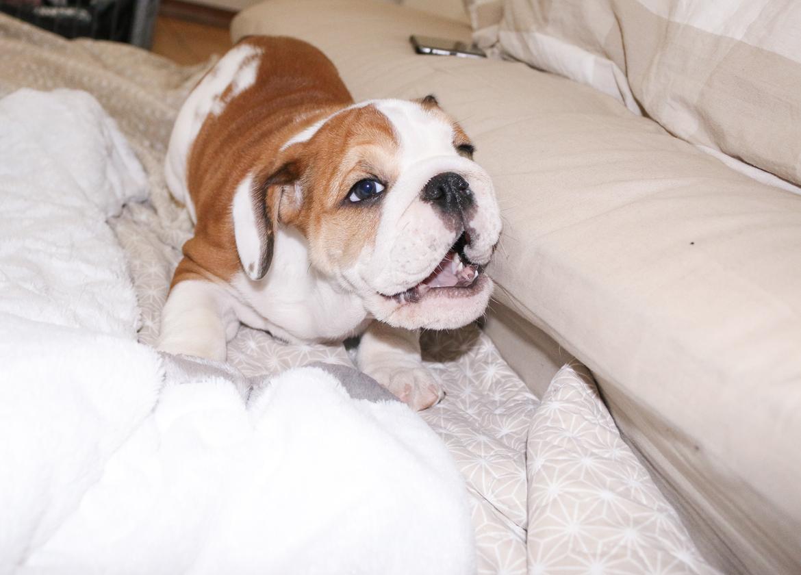 Engelsk bulldog Winston (tidligere hund)  billede 9