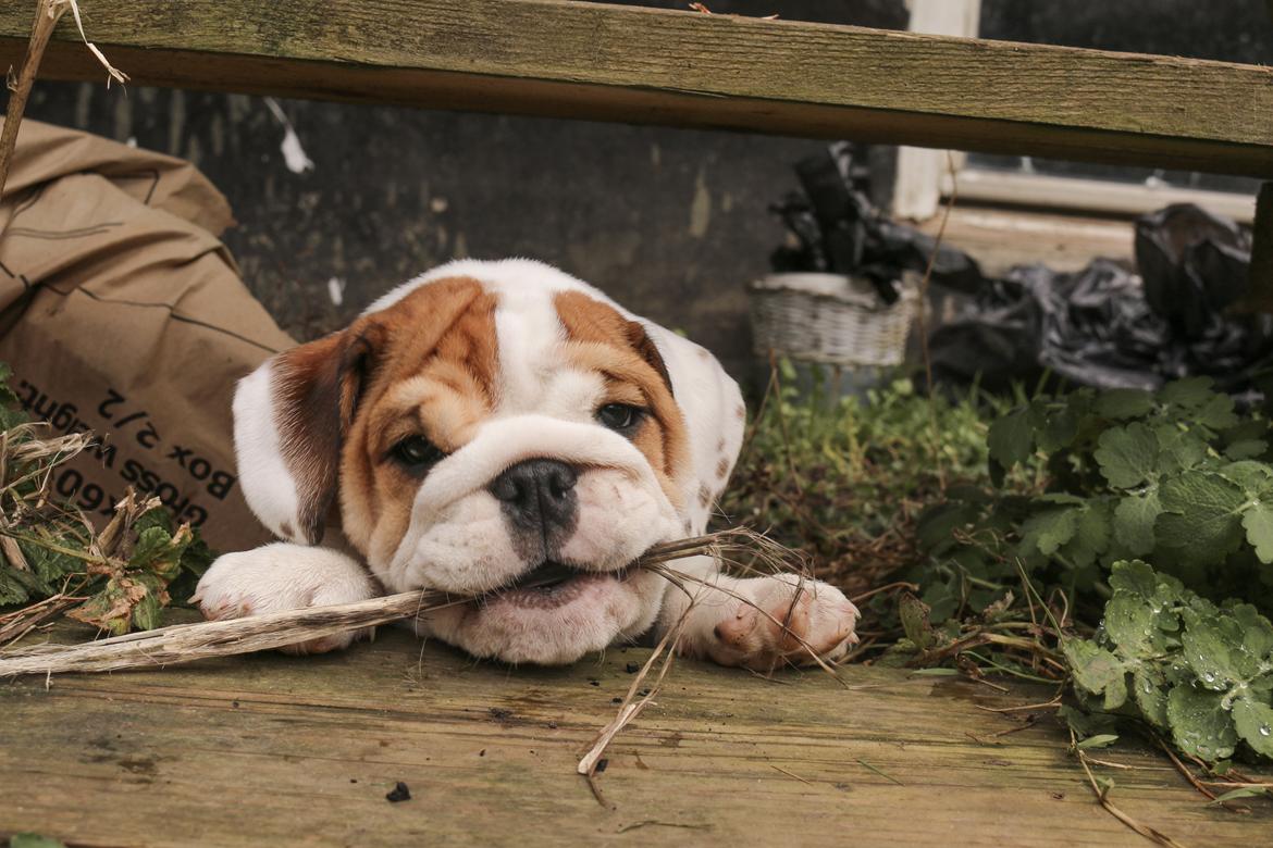 Engelsk bulldog Winston (tidligere hund)  billede 10