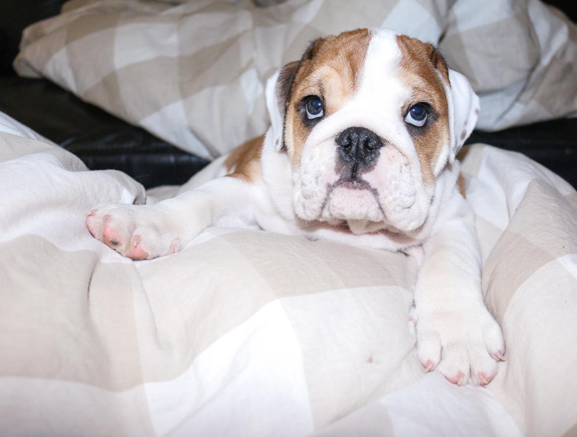 Engelsk bulldog Winston (tidligere hund)  billede 8