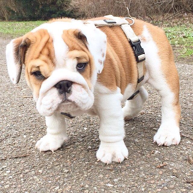 Engelsk bulldog Winston (tidligere hund)  billede 14