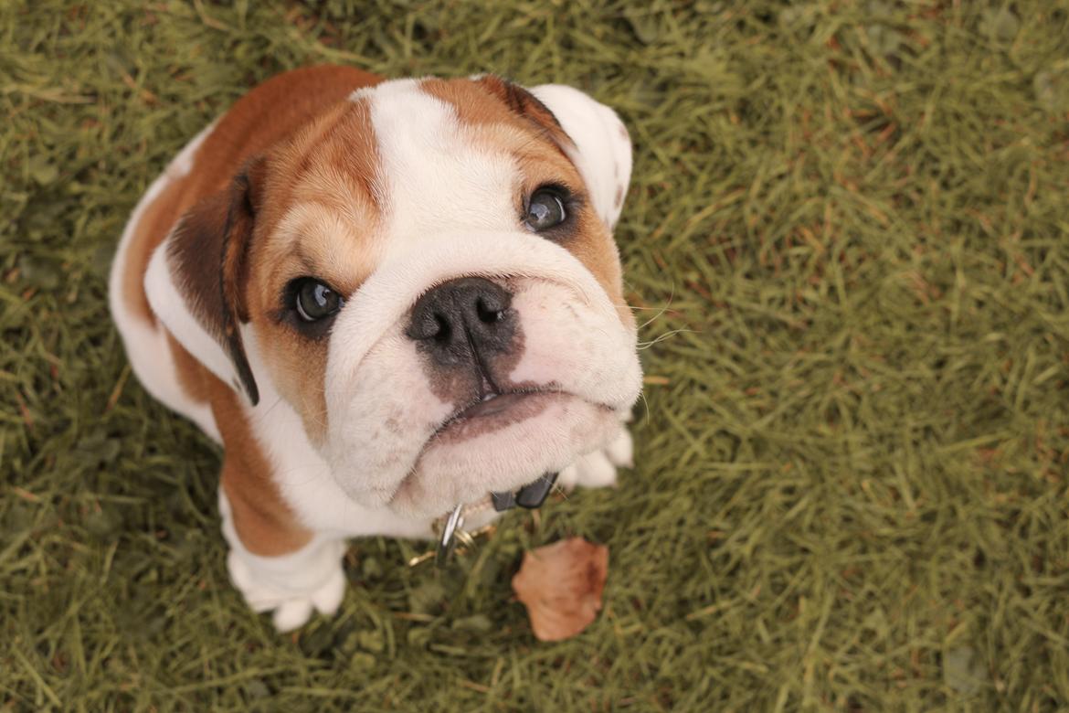 Engelsk bulldog Winston (tidligere hund)  billede 18