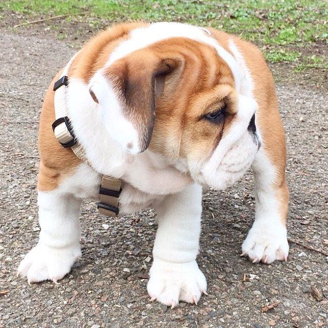 Engelsk bulldog Winston (tidligere hund)  billede 16