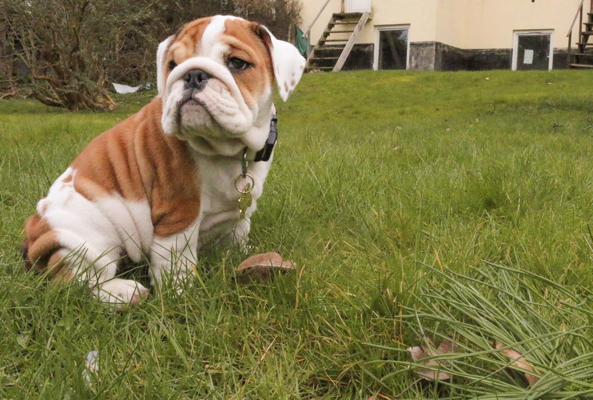 Engelsk bulldog Winston (tidligere hund)  billede 20