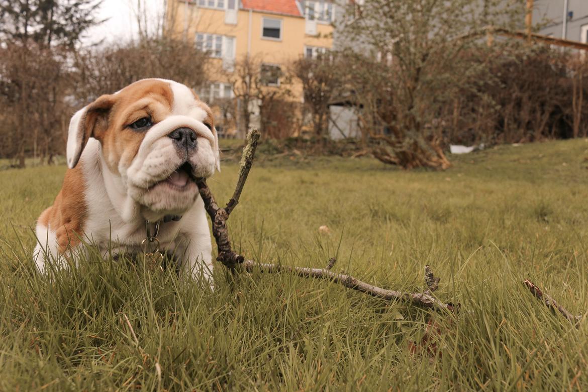 Engelsk bulldog Winston (tidligere hund)  billede 23