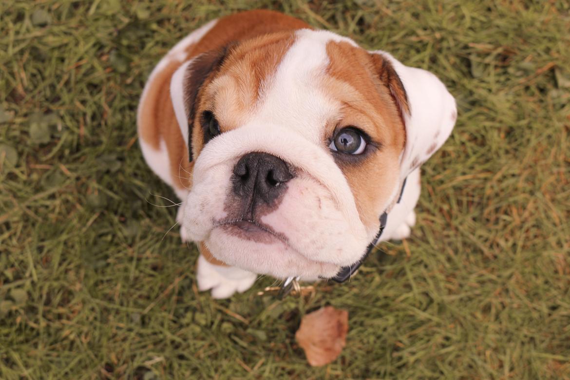 Engelsk bulldog Winston (tidligere hund)  billede 27