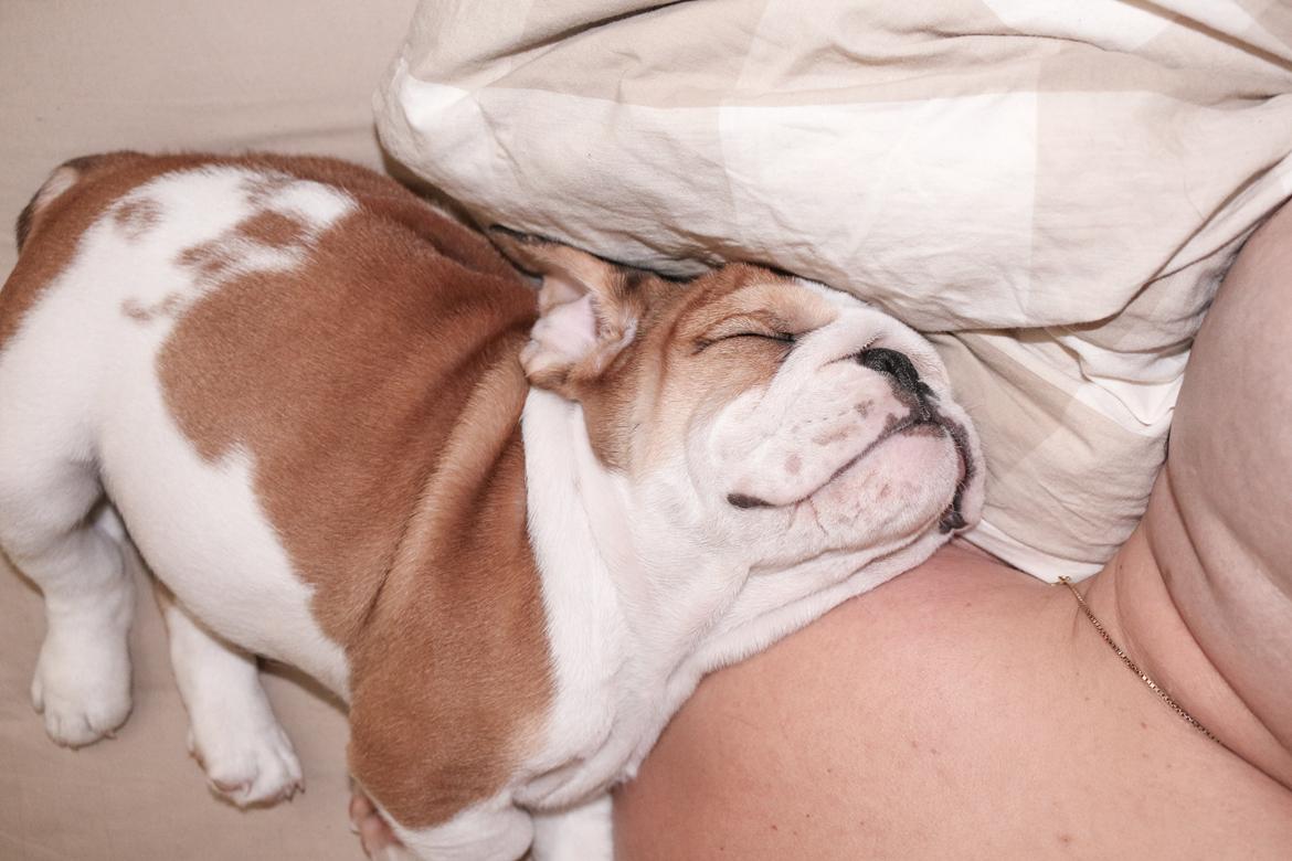 Engelsk bulldog Winston (tidligere hund)  billede 30