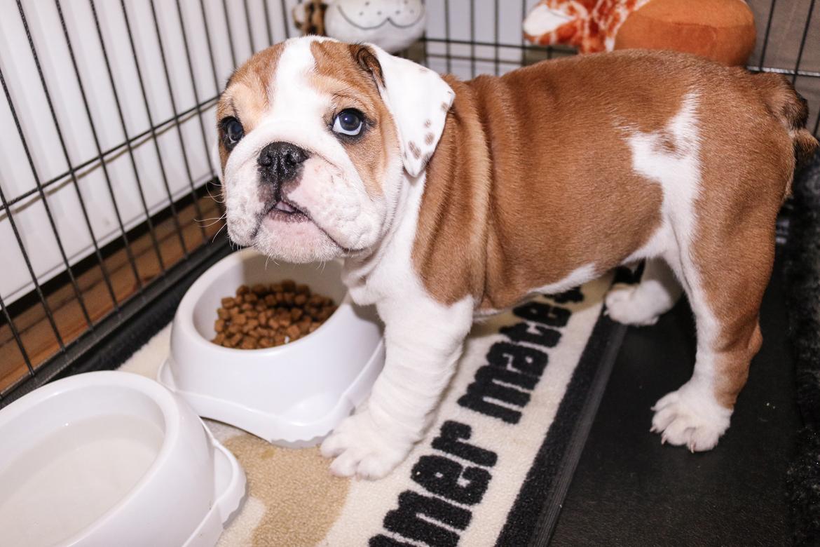 Engelsk bulldog Winston (tidligere hund)  billede 31