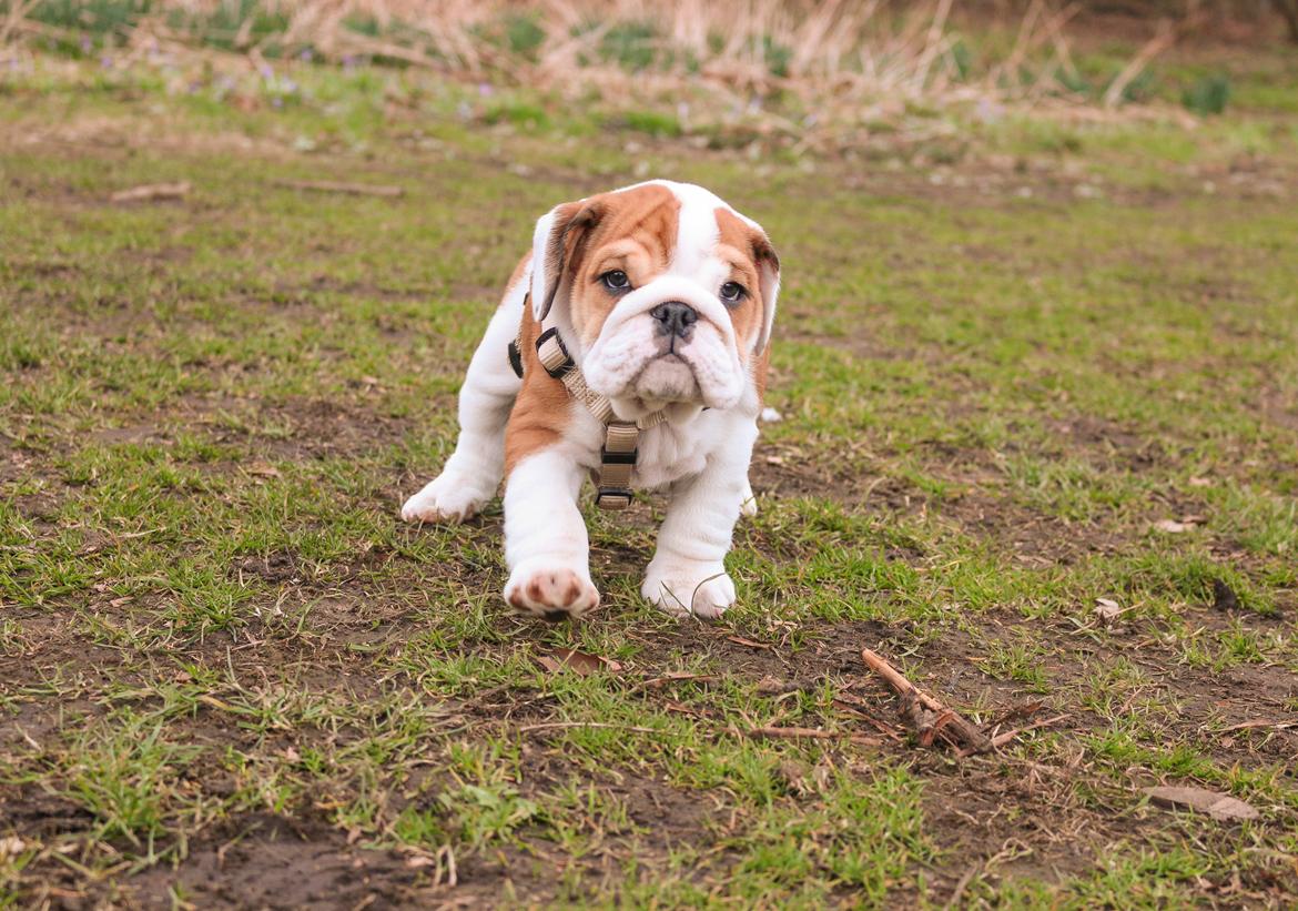 Engelsk bulldog Winston (tidligere hund)  billede 6