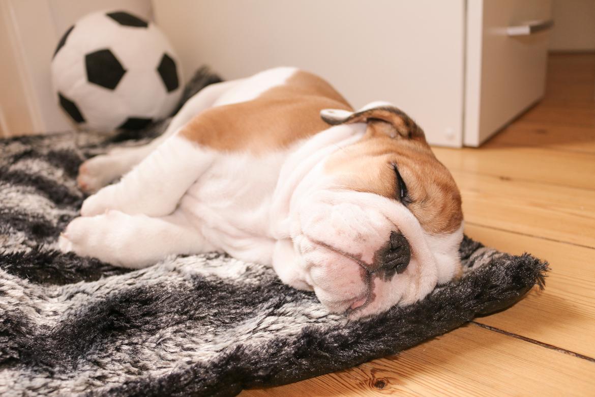 Engelsk bulldog Winston (tidligere hund)  billede 7