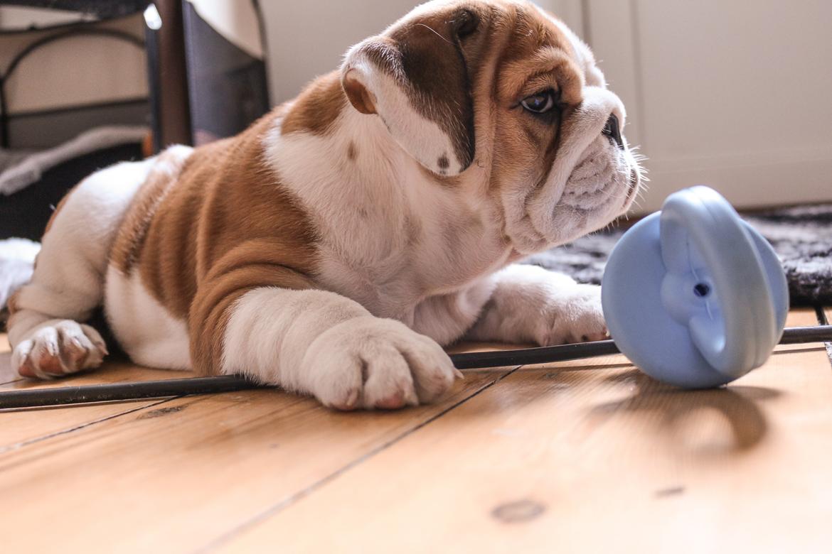 Engelsk bulldog Winston (tidligere hund)  billede 11