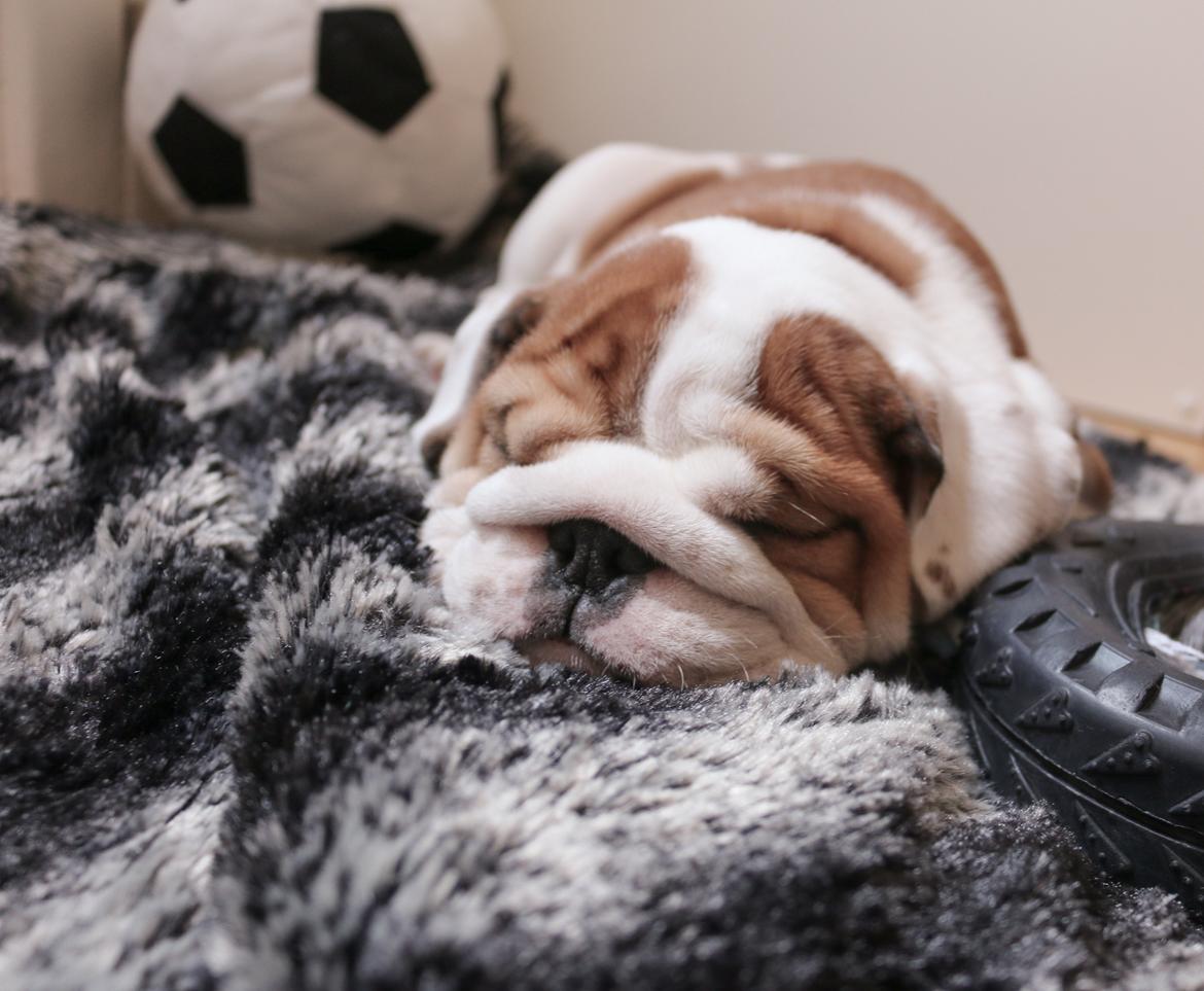 Engelsk bulldog Winston (tidligere hund)  billede 12