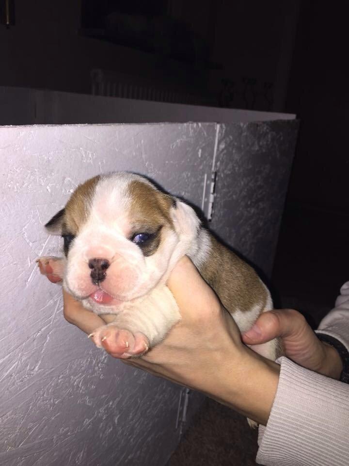 Engelsk bulldog Winston (tidligere hund)  billede 13