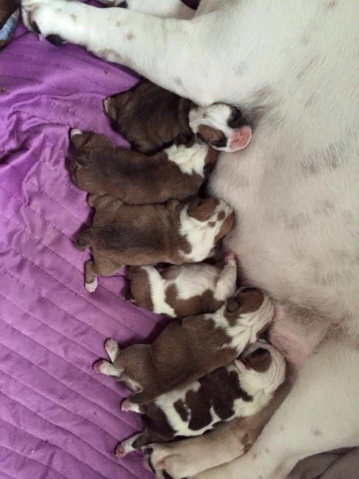 Engelsk bulldog Winston (tidligere hund)  billede 15