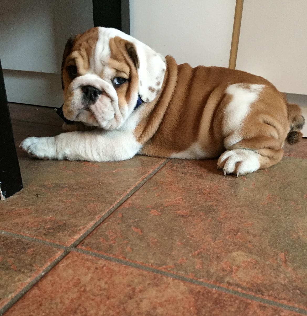 Engelsk bulldog Winston (tidligere hund)  billede 17